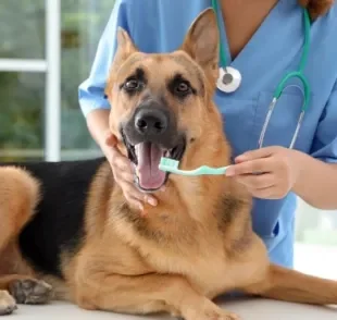 Escovar dente de cachorro previne doenças e ajuda a manter a higiene