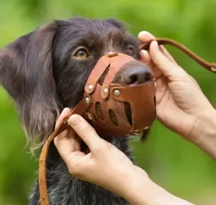 Focinheira para cachorro: entenda como e quando usar esse acessório