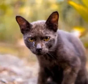 Descubra o que o seu gato com olho lacrimejando pode ter