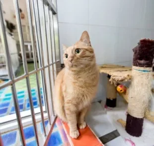  Hotel para gatos é uma alternativa para que seu amigo fique seguro durante a sua viagem 