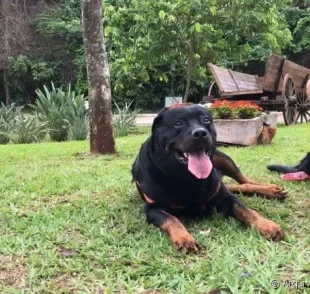 Leishmaniose canina: o Mussum, esse Rottweiler da foto, conviveu com a doença por alguns anos