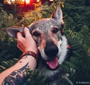 Descubra esses nomes de cachorros famosos, se inspire e se apaixone por esses doguinhos