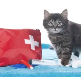 Saiba como cuidar de gato em caso de emergências: atropelamento, engasgo, parada cardiorrespiratória e outras situações.