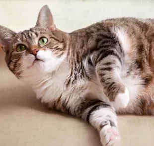 A ração para gatos castrados ajuda a evitar a obesidade felina