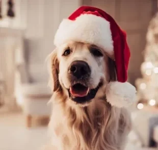 Confira ideias de roupa de natal para cachorro e entre no clima de celebração com o seu peludo!