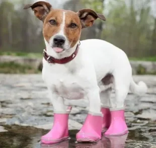 Sapato para cachorro: o modelo ideal tem que ser confortável para o pet