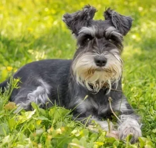 O Schnauzer é um cachorro apaixonante: conheça mais sobre a raça aqui!