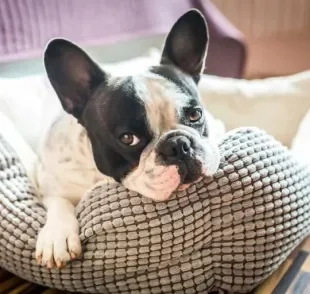 O seu cachorro vai ficar muito mais feliz se tiver um cantinho só dele para relaxar em casa!