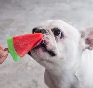 No verão, os cuidados com seu cachorro precisam ser redobrados: veja alguns alimentos refrescantes para oferecer a ele!