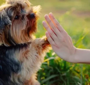 Como educar cachorro: algumas técnicas são essenciais para uma relação mais harmoniosa com o seu animal