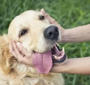 Cuidar de cachorro inclui observar todo o corpo do animal em busca de qualquer alteração que pode virar algo mais grave