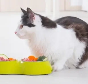 A alimentação natural para gatos pode ser uma boa opção saudável para seu bichano