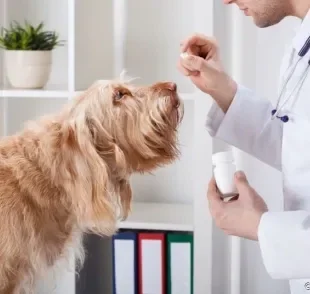 Anti-inflamatório para cachorro: entenda quando o medicamento é recomendado por veterinários