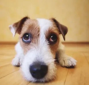 Saber quais os sintomas de cachorro envenenado pode salvar a vida do seu amigo.