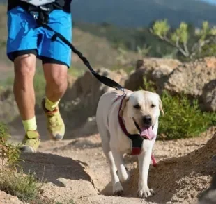 Conheça as raças de cachorro campeãs de energia para te acompanhar na prática de esportes!