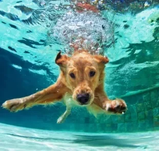 As raças de cachorro que gostam de brincar na água se dão bem no verão: confira algumas delas aqui embaixo