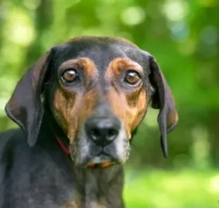 Babesiose canina é uma das principais manifestações da doença do carrapato. Entenda mais!