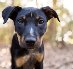 Barriga d'água em cachorro filhote: descubra mais sobre a condição que pode indicar várias doenças diferentes