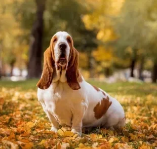 O Basset Hound é apaixonante: descubra mais sobre ele aqui