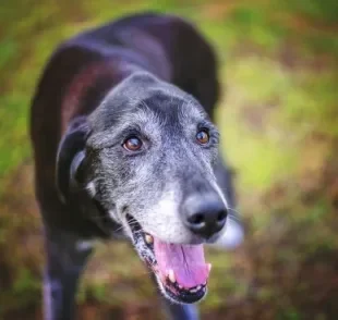 Ração para cachorro idoso, vitamina, rampa e mais: veja quais cuidados ter com um cão mais velho!