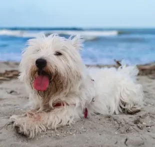 Descubra quais são as principais doenças que o cachorro na praia pode ter