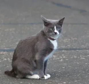 Coleira antipulgas para gato é uma opção vantajosa? Conheça o produto abaixo!