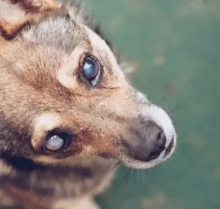Uma coleira para cães cegos pode ajudar a dar maior autonomia para o pet dentro de casa