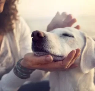 O olfato de cachorro é o sentido mais apurado e o focinho pode dizer muito sobre a saúde do animal