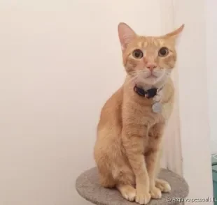 Apesar da cara de marrento, o Petit é um gato amarelo super apegado à família e que ama ganhar carinho!