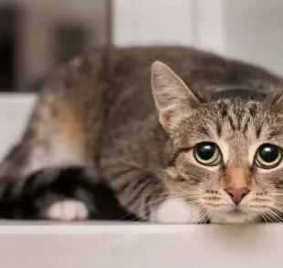 Gato vomitando amarelo pode ser um sintoma de vários problemas diferentes