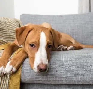  O hipotireoidismo canino, na maioria das vezes, acomete cachorros mais velhos 