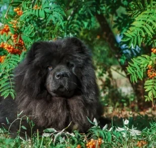 Lúpus canino: entenda mais sobre a doença autoimune aqui