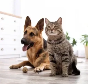 Plantas venenosas para cachorros e gatos: descubra quais espécies evitar