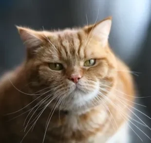 O bigode de gato proporciona equilíbrio e noção espacial ao pet