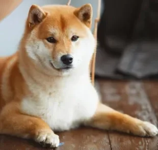 Conheça mais sobre o cachorro Shiba Inu!