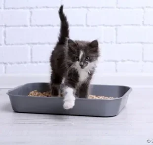 Descubra como o tapete higiênico pode facilitar o dia a dia com o seu gato