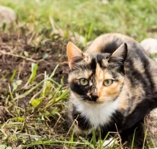 Sarna em gatos: entenda mais sobre a doença e como tratar