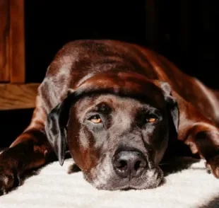 TVT canino: descubra mais sobre a doença venérea em cachorros