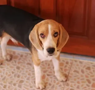 Cachorro com olho vermelho pode estar com uveíte. Fique atento aos sintomas da doença!