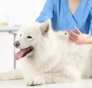  Vacinas para cachorro: a v10 é uma das principais imunizações que seu amigo deve tomar anualmente