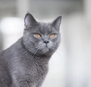 Vacina quádrupla felina protege o animal de quatro doenças graves