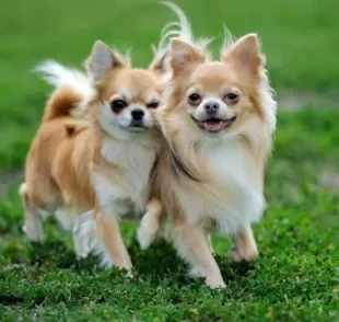 Pequenos e valentes: conheça alguns cãezinhos que não têm medo de nada