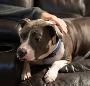 O cachorro ansioso pode ter várias causas por trás. Conheça as mais comuns e saiba como lidar com o problema!