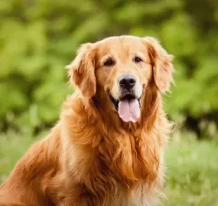 O cachorro inteligente mostra essa característica de várias formas diferentes!