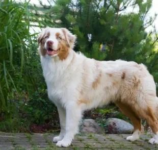 Pastor Australiano: um cão sociável, leal, dominante e com disposição para dar e vender. Conheça mais sobre a raça!