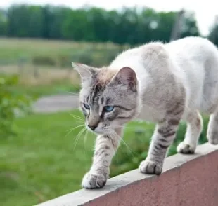 A anatomia dos gatos é muito curiosa e determina alguns comportamentos