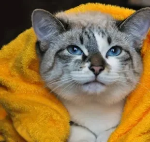 O banho a seco para gatos pode ser feito com produtos específicos ou lenços umedecidos