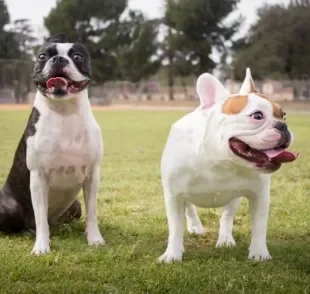  Boston Terrier e Bulldog Francês: aprenda a diferenciar essas duas raças muito semelhantes 