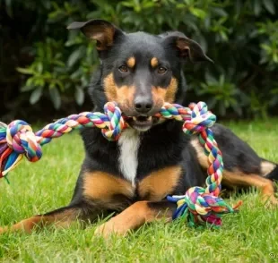 Os brinquedos para cachorro são uma alternativa incrível para entreter o animal em diversos momentos do dia.