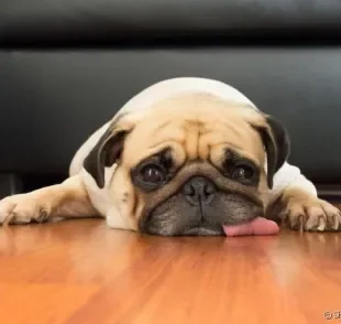 O cachorro com calor pode apresentar mudanças de comportamento no verão. Fique atento!